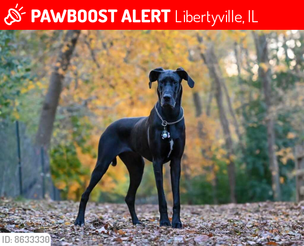 Lost Female Dog last seen Hawthorne lane $ Oak Spring Road, Libertyville, IL 60048