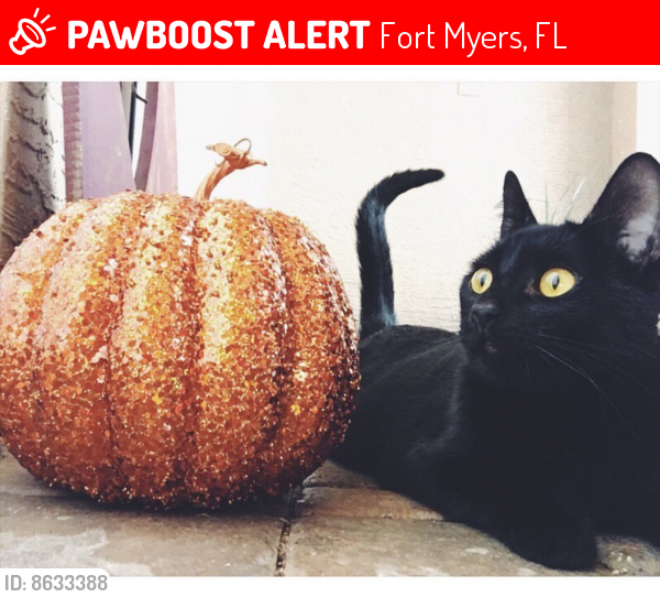 Lost Male Cat last seen Iona road, Fort Myers, FL 33908
