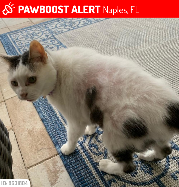 Found/Stray Male Cat last seen Egret Landing, Naples Reserve, Naples FL, Naples, FL 34114