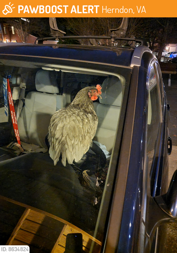 Found/Stray Female Bird last seen Bayshire Lane, Herndon, Virginia, Herndon, VA 20170
