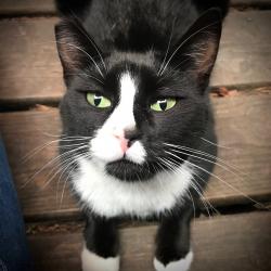 Lost Female Cat last seen 76th and Alaska St., Tacoma, WA 98408, Tacoma, WA 98408