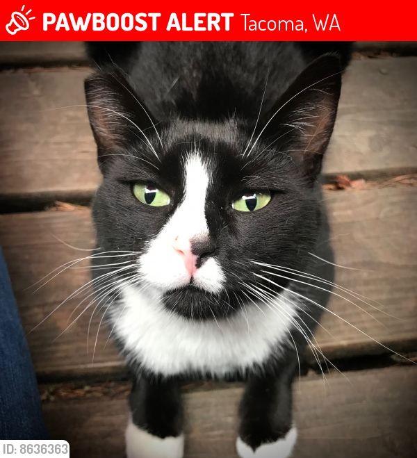 Lost Female Cat last seen 76th and Alaska St., Tacoma, WA 98408, Tacoma, WA 98408
