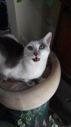 Lost Female Cat last seen Cedros Avenue, Los Angeles, CA 91402
