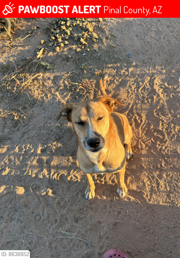 Lost Male Dog last seen N fast track, Pinal County, AZ 85222