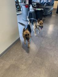 Reunited Male Dog last seen Broadway/Rosemont, Tucson, AZ 85711