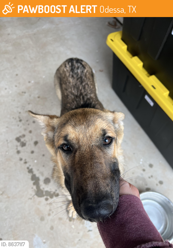 Odessa, TX Stray Female Dog Found Near Odessa Texas PawBoost(02)