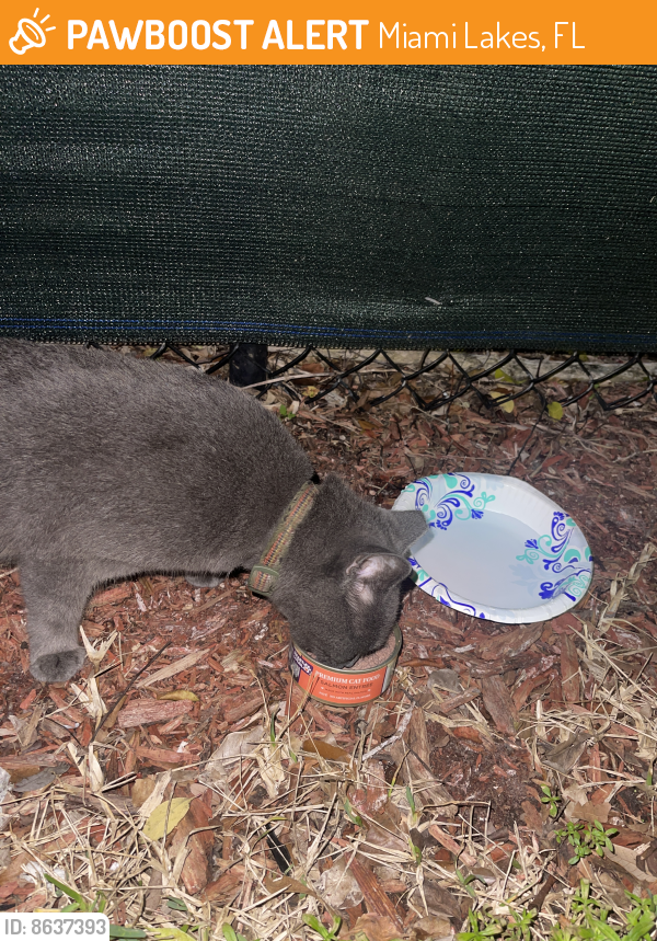 Found/Stray Cat in Miami Lakes, FL 33014 (ID 8637393) PawBoost