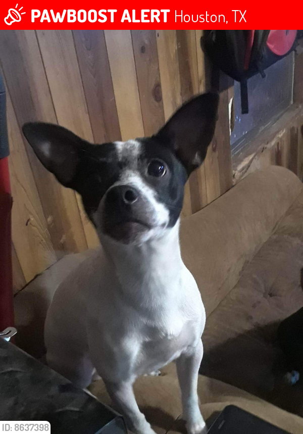 Lost Male Dog last seen federal rd@market st. by the track direction of travel unknown , Houston, TX 77015