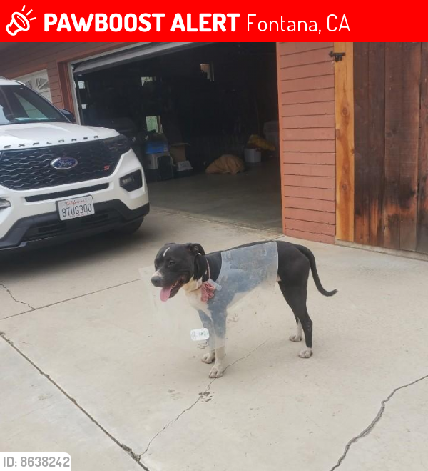 Deceased Male Dog last seen Marygold cndmniums Fontana, CA, Fontana, CA 92335