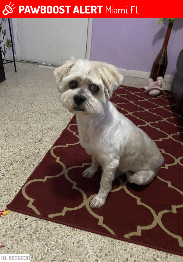 Miami, FL Lost Male Dog, Chichi Jimenez Is Missing | PawBoost