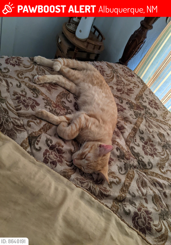 Lost Male Cat last seen Unser & Fresh Water (Arenal) , Albuquerque, NM 87121