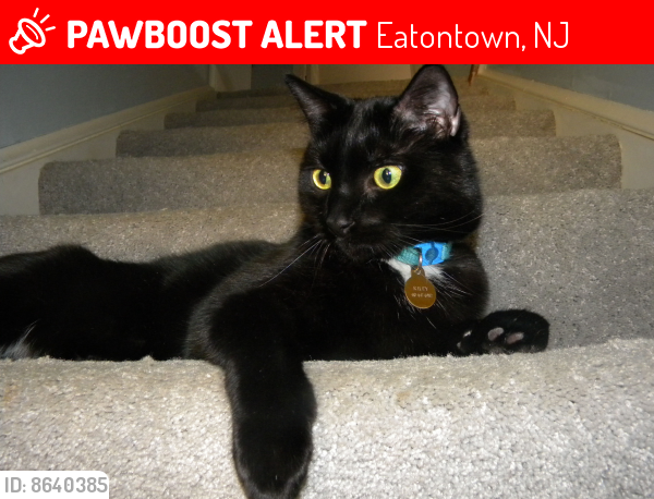 Lost Male Cat last seen Pine street, Eatontown, NJ 07724