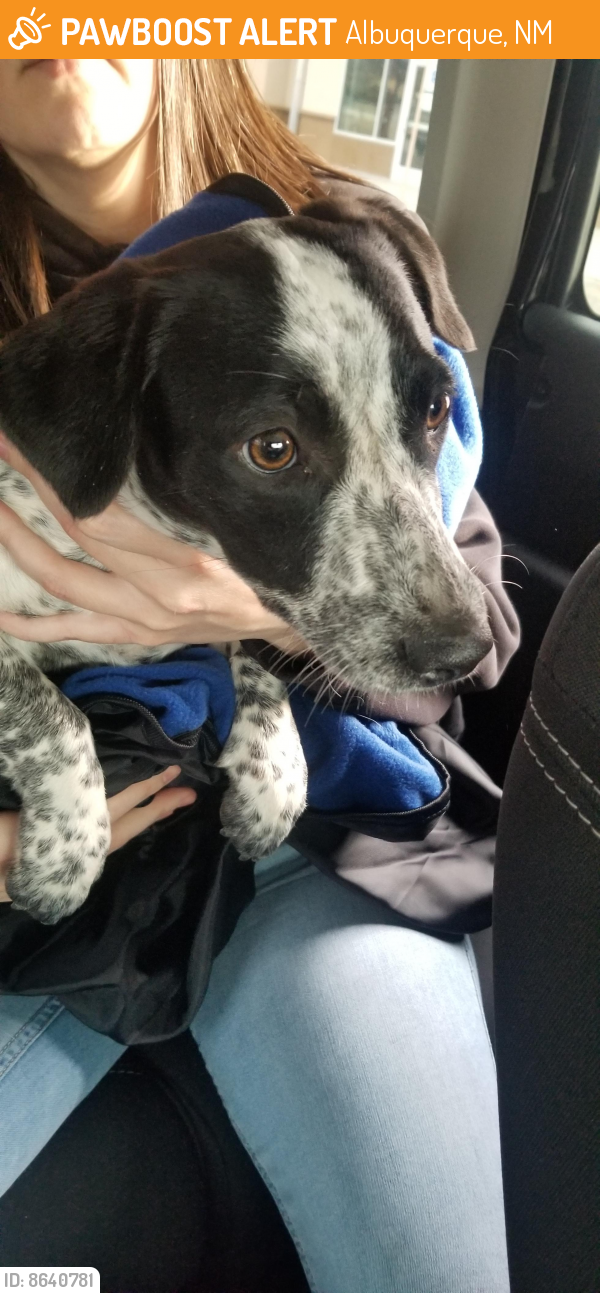 Found/Stray Female Dog in Albuquerque, NM 87123 (ID 8640781) PawBoost