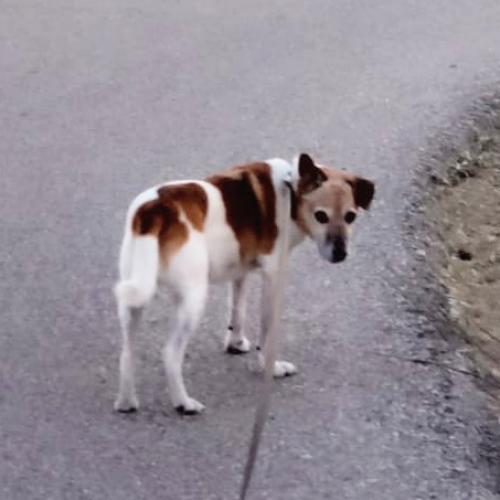 Lost Male Dog last seen Riane Ln , Houston, TX 77049