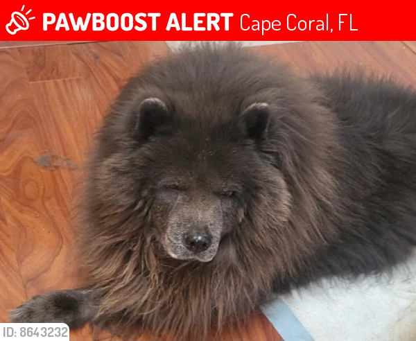 Lost Male Dog last seen SW 20th Avenue and 31st Terrace Cape Coral,  FL, Cape Coral, FL 33914