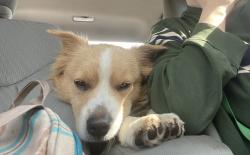 Reunited Male Dog last seen Near Groschke Rd, Houston, TX 77084, Houston, TX 77084