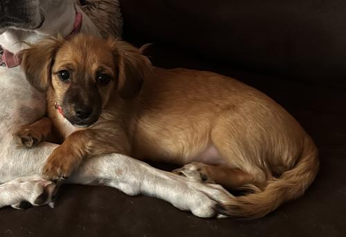 Lost Female Dog last seen The view abq houses by the airport, Albuquerque, NM 87106