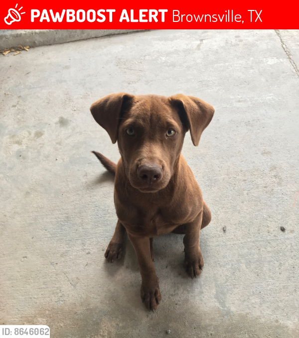 Lost Male Dog in Brownsville, TX 78520 Named Ozzy (ID 8646062) PawBoost