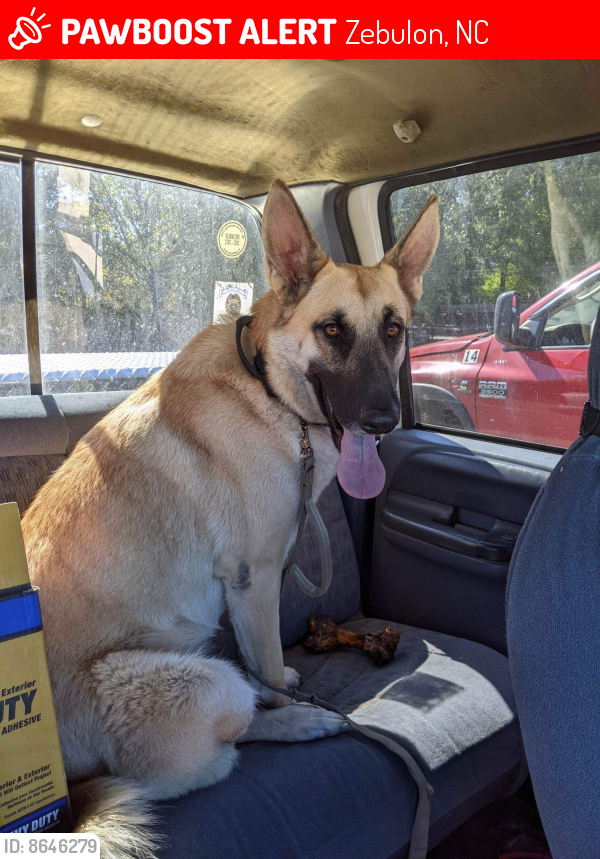 Lost Female Dog in Zebulon, NC 27597 Named Freyja (ID 8646279) PawBoost