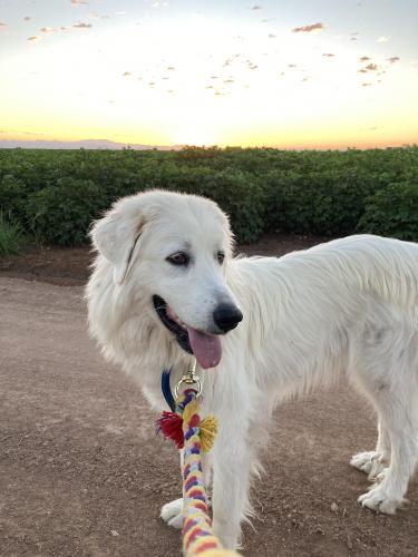 Lost Female Dog last seen Vah Ki inn and McGree , Valley Farms, AZ 85128