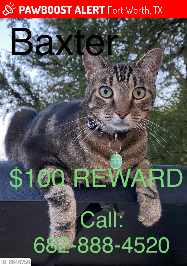 Lost Male Cat last seen Linkwood ests Neighborhood of I30 on West Edge of Fort Worth, Fort Worth, TX 76103