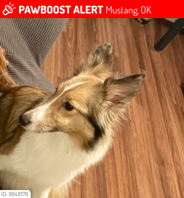 Lost Female Dog in Mustang, OK 73064 Named Scarlet (ID 8648170) PawBoost