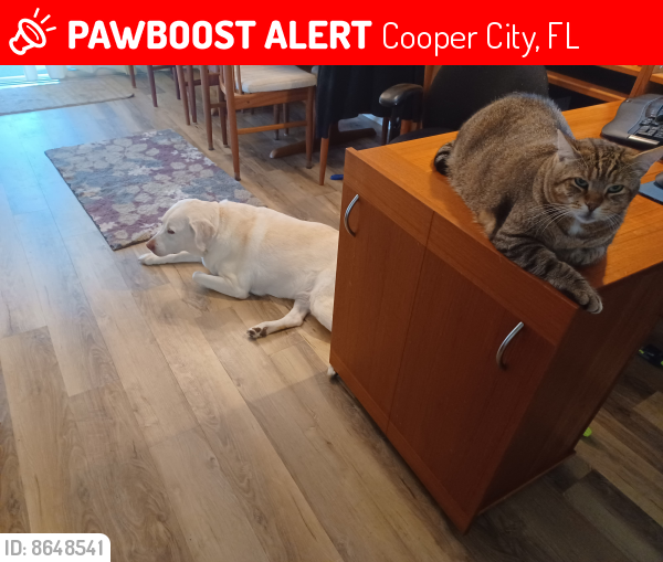 Lost Male Cat last seen Near Avenue & 51 Place, Cooper City, FL 33328