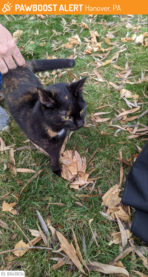 Found/Stray Unknown Cat last seen Near south street Hanover pa 17331, Hanover, PA 17331