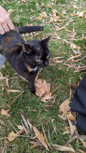Found/Stray Unknown Cat last seen Near south street Hanover pa 17331, Hanover, PA 17331