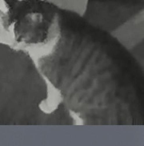 Found/Stray Unknown Cat last seen Frederick neighborhood near Wegmans , Frederick, MD 21701