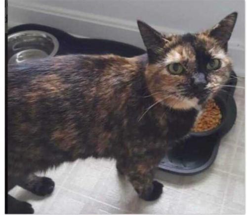 Lost Female Cat last seen Settlers Place apmts, Imperial, PA 15126