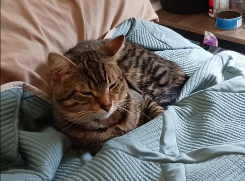 Lost Male Cat last seen Greenwood and Erie Ave, Takoma Park, MD 20912