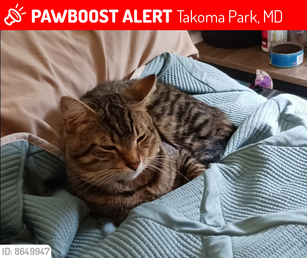 Lost Male Cat last seen Greenwood and Erie Ave, Takoma Park, MD 20912