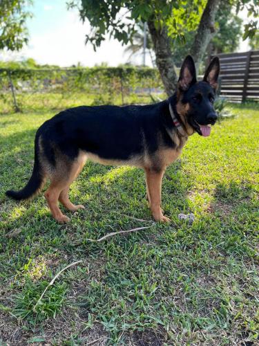 Lost Female Dog last seen Near east randall park dr Miami Fl 33167, Miami, FL 33167
