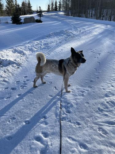 Found/Stray Male Dog last seen Whitehorn NE, Calgary, AB T1Y