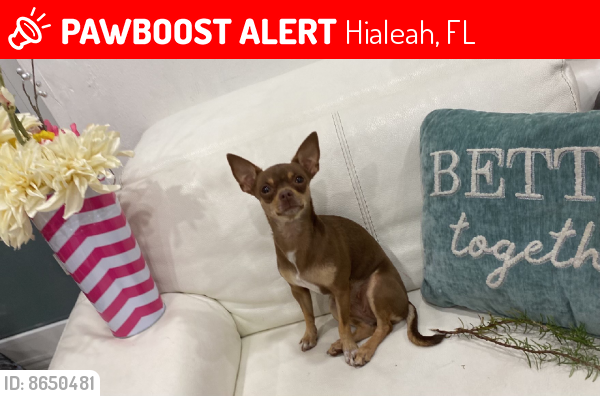 Lost Female Dog last seen 63st, Hialeah, FL 33012