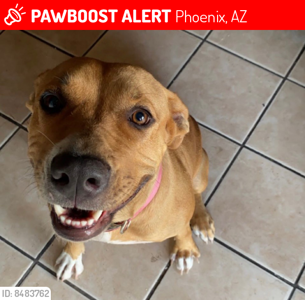 Lost Female Dog last seen 43rd.street &Lynee Lane, Phoenix, AZ 85042