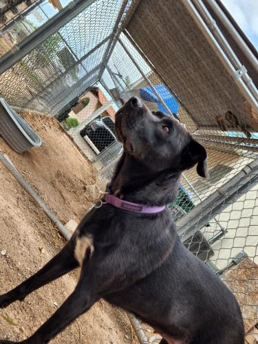 Lost Female Dog last seen Near W Los Reales, Tucson, AZ 85756