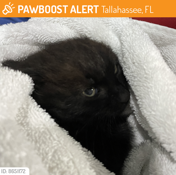Found/Stray Unknown Cat last seen Bobbon Brook Subdivision, Tallahassee, FL 32312