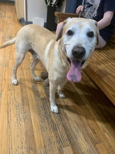 Found/Stray Male Dog last seen paws and claws vet , Tallahassee, FL 32309