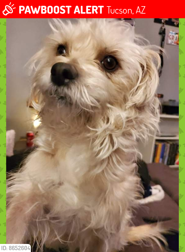 Lost Male Dog last seen Sycamore Pointe neighborhood off of I10 and Wilmost rd, Tucson, AZ 85756