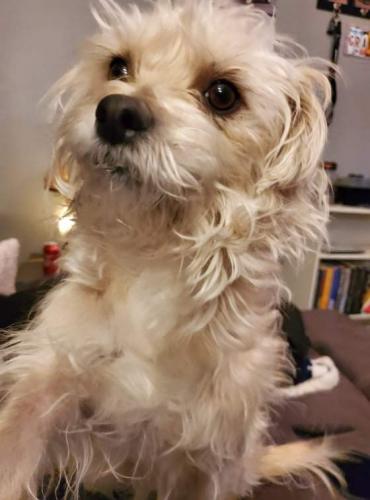 Lost Male Dog last seen Sycamore Pointe neighborhood off of I10 and Wilmost rd, Tucson, AZ 85756