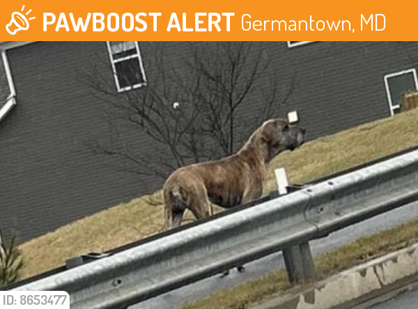 Found/Stray Male Dog last seen Rt 27 & Brink Road, Germantown, MD 20882