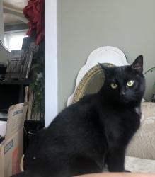 Reunited Male Cat last seen San Pascual/York, Los Angeles, CA 90042