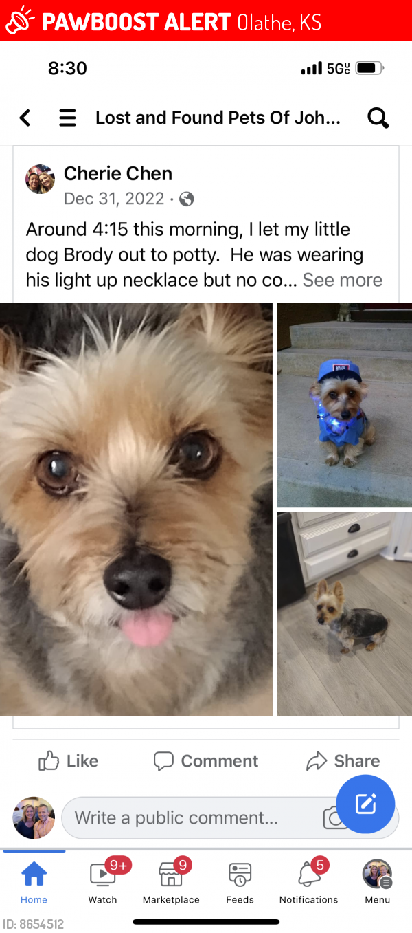 Lost Male Dog in Olathe, KS 66062 Named Brody (ID: 8654512) | PawBoost