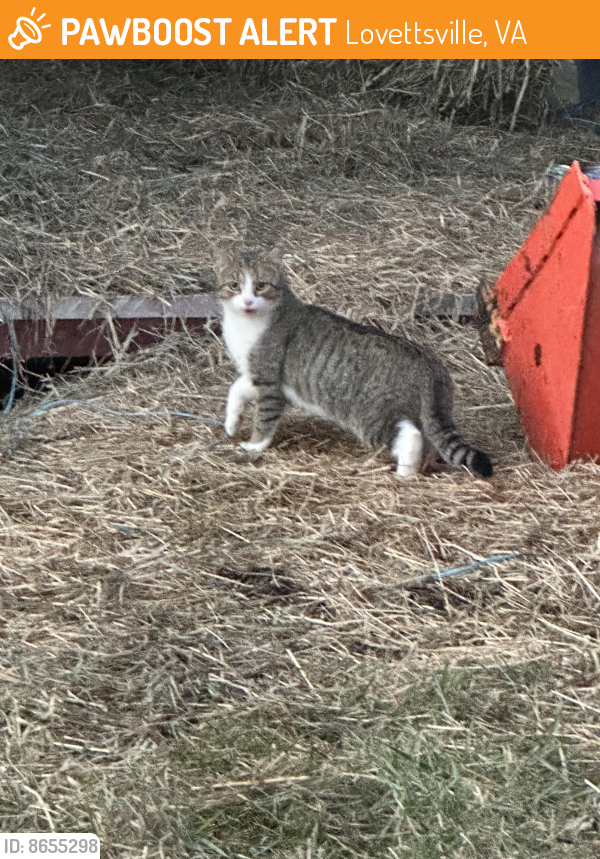 Found/Stray Unknown Cat last seen Rodeffer Rd , Lovettsville, VA 20180