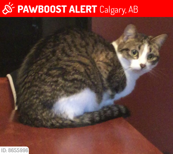 Lost Female Cat last seen Hunterston pl nw, Calgary, AB 