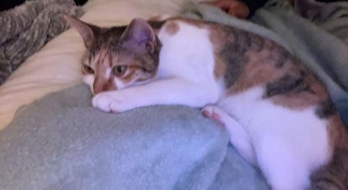 Lost Female Cat last seen On the NW side of desoto, Naples, FL 34120