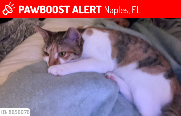 Lost Female Cat last seen On the NW side of desoto, Naples, FL 34120