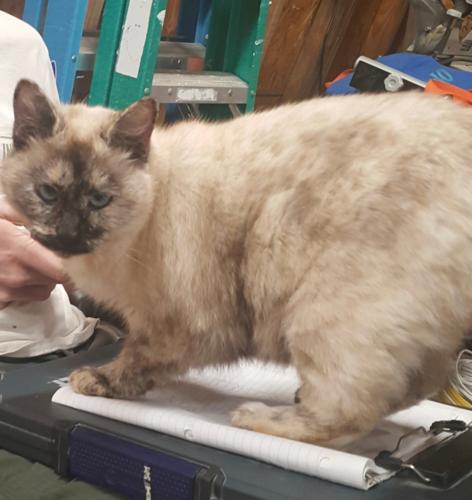 Lost Female Cat last seen Alcova Drive and County Line Rd, Social Circle, GA 30025